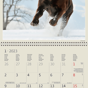 Calendrier Dogs 2023 - Janvier