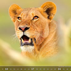 Calendriers muraux