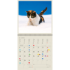 Calendrier mural Cats 2024 – Janvier
