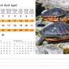 Calendrier de bureau Wildlife 2024 – Avril