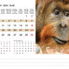 Calendrier de bureau Wildlife 2024 – Juin