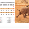 Calendrier de bureau Wildlife 2024 – Septembre