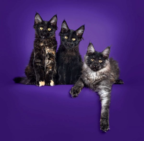 Calendrier Cats 2025 - Novembre