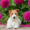 Calendrier Dogs 2025 – Mai