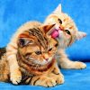 Calendrier mural Cats 2026 – février