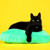 Calendrier mural Cats 2026 – mars