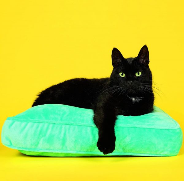 Calendrier mural Cats 2026 - mars