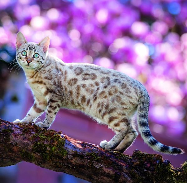 Calendrier mural Cats 2026 - avril