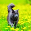 Calendrier mural Cats 2026 – mai