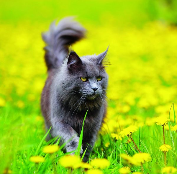 Calendrier mural Cats 2026 - mai