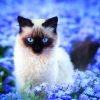 Calendrier mural Cats 2026 – juin