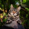Calendrier mural Cats 2026 – juillet