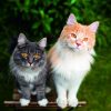 Calendrier mural Cats 2026 – septembre