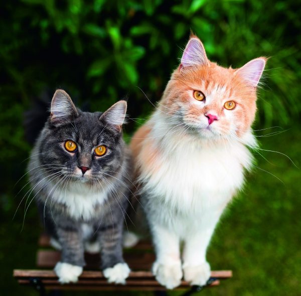 Calendrier mural Cats 2026 - septembre