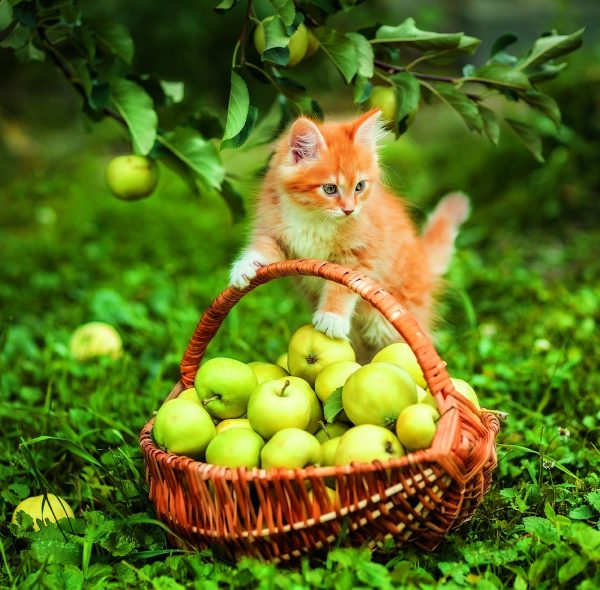 Calendrier mural Cats 2026 - octobre