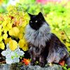 Calendrier mural Cats 2026 – novembre