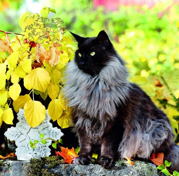 Calendrier mural Cats 2026 - novembre