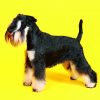 Calendrier mural Dogs 2026 – février