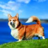 Calendrier mural Dogs 2026 – mars