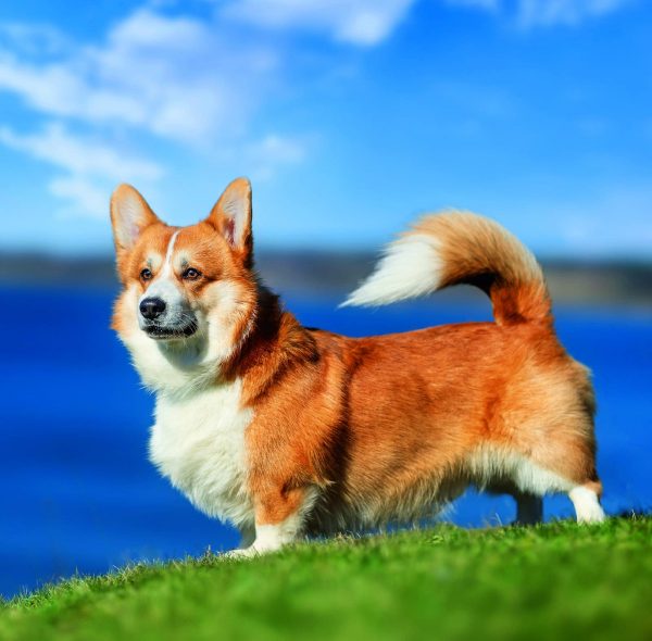 Calendrier mural Dogs 2026 - mars