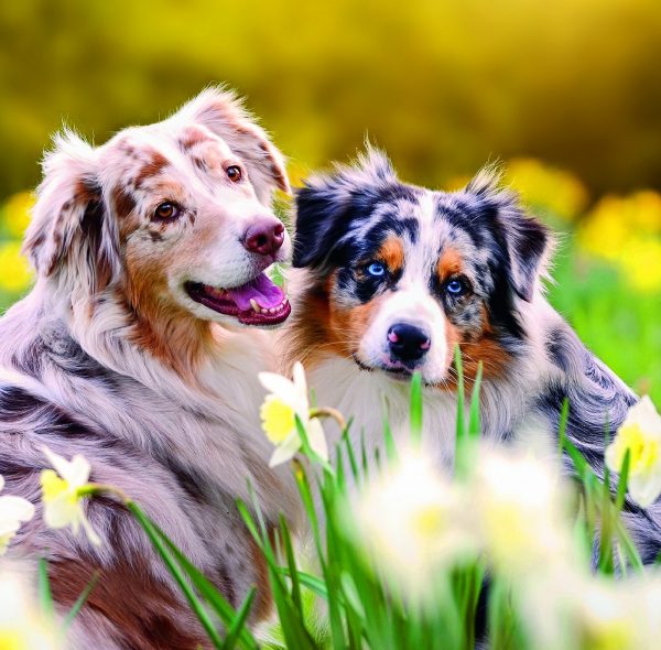 Calendrier mural Dogs 2026 - avril