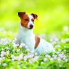Calendrier mural Dogs 2026 – mai