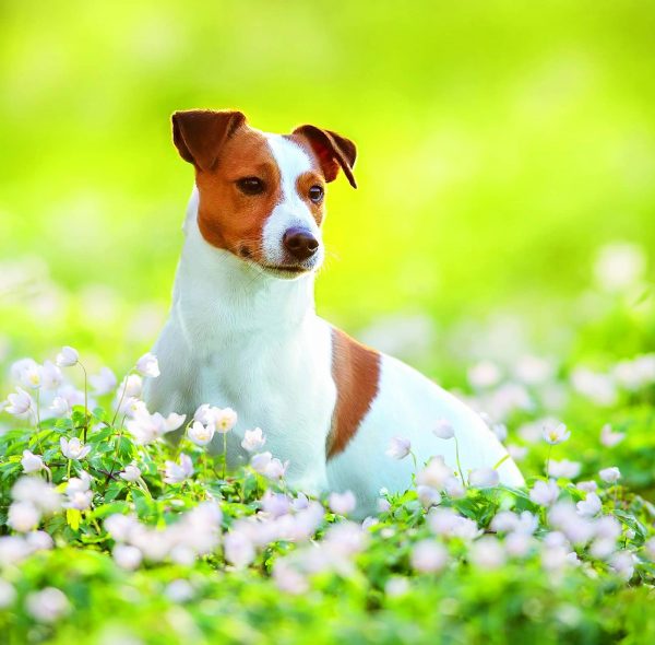 Calendrier mural Dogs 2026 - mai