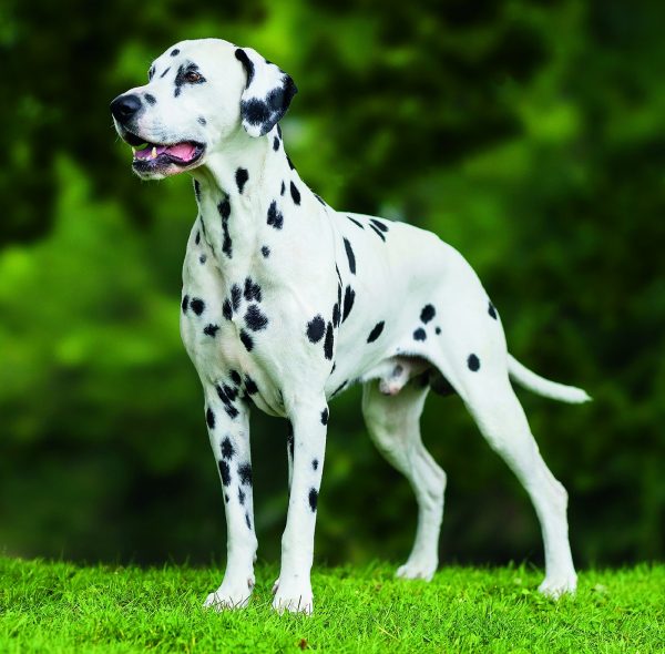 Calendrier mural Dogs 2026 - juin