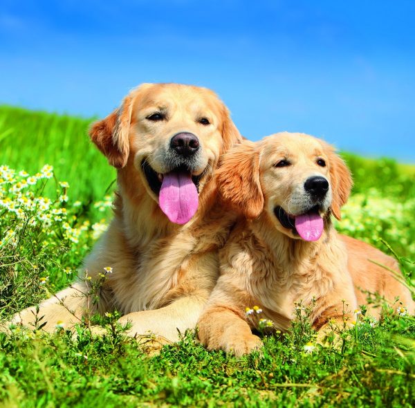 Calendrier mural Dogs 2026 - juillet