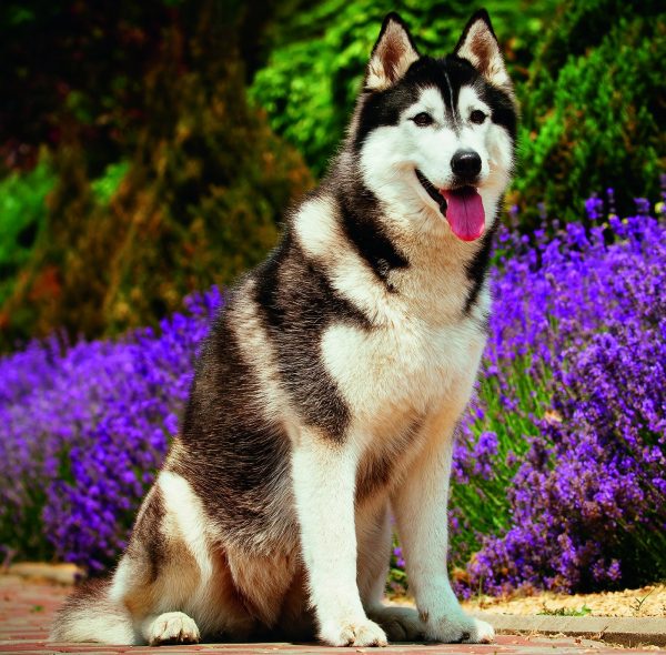 Calendrier mural Dogs 2026 - août