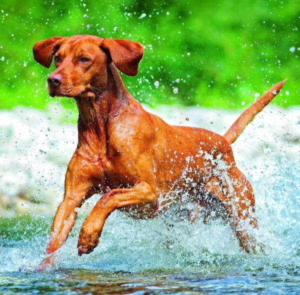 Calendrier mural Dogs 2026 - septembre