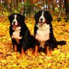 Calendrier mural Dogs 2026 – octobre