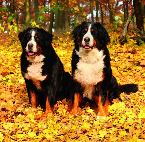 Calendrier mural Dogs 2026 - octobre