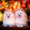 Calendrier mural Dogs 2026 – novembre