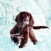 Calendrier mural Dogs 2026 – décembre