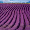 Calendrier mural Provence 2026 – avril