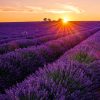 Calendrier mural Provence 2026 – juillet
