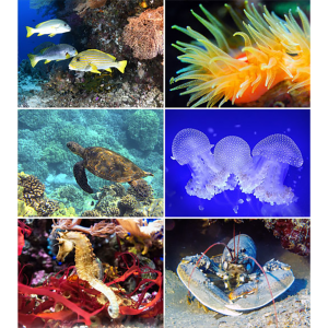 Calendrier mural Ocean Wonders 2026 - Images
