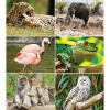 Calendrier mural Wildlife 2026 – Images