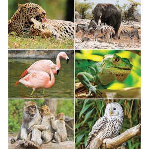 Calendrier mural Wildlife 2026 - Images